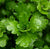Shinnersia plants collection featuring Shinnersia Rivularis Mexican Oakleaf and Variegated aquarium plants