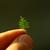 Thuidium moss plants collection featuring Snowflake Moss for freshwater aquariums, terrariums, and planted displays