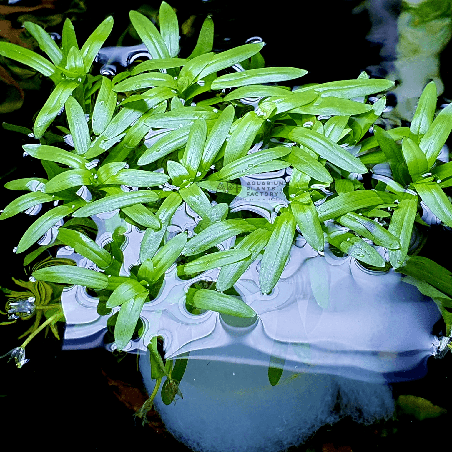Heteranthera plants collection featuring Stargrass aquatic stem plants for freshwater aquariums and planted tanks