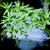 Heteranthera plants collection featuring Stargrass aquatic stem plants for freshwater aquariums and planted tanks