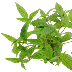 Staurogyne aquatic plants for freshwater aquariums and planted aquascapes