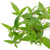 Staurogyne aquatic plants for freshwater aquariums and planted aquascapes