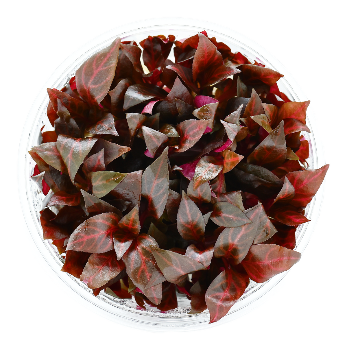 Vitro Culture tissue culture aquarium plants in sealed cups