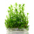 Tonina (Syngonanthus) plants collection featuring Tonina Fluviatilis for freshwater aquariums and planted aquascapes