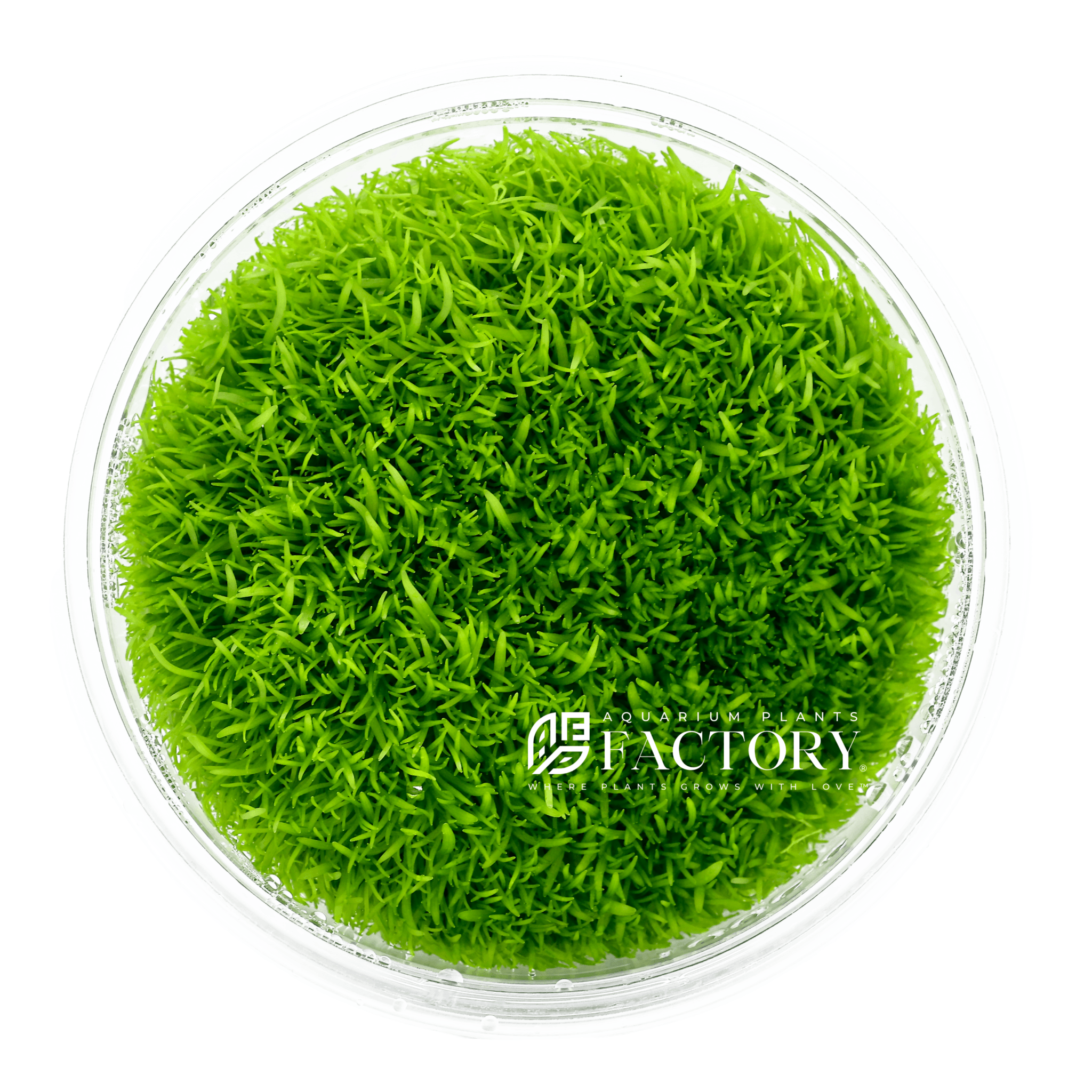 Utricularia aquarium plants collection featuring Utricularia graminifolia carpeting plants for freshwater aquascapes