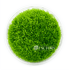 Utricularia aquarium plants collection featuring Utricularia graminifolia carpeting plants for freshwater aquascapes