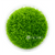 Utricularia aquarium plants collection featuring Utricularia graminifolia carpeting plants for freshwater aquascapes