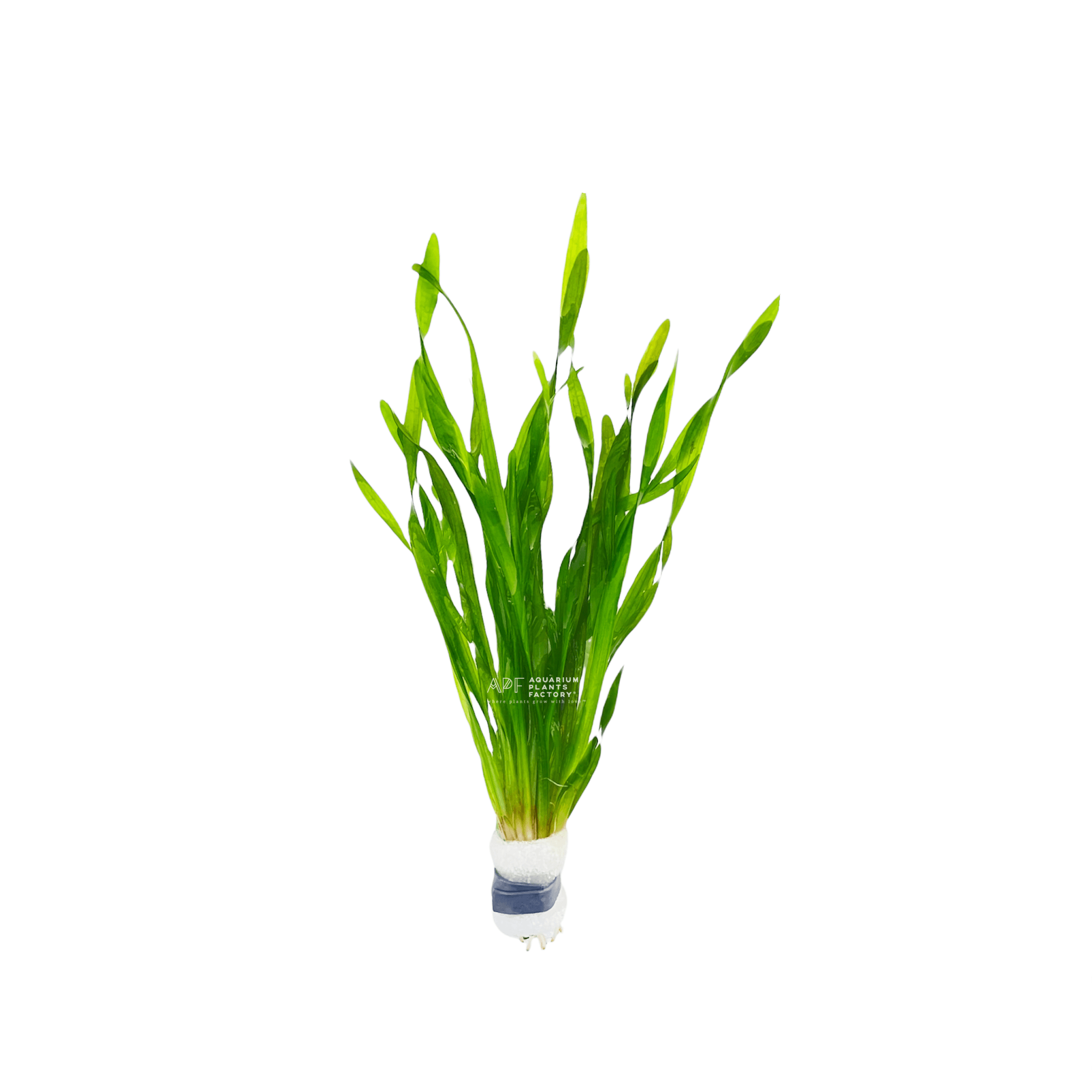 Vallisneria
