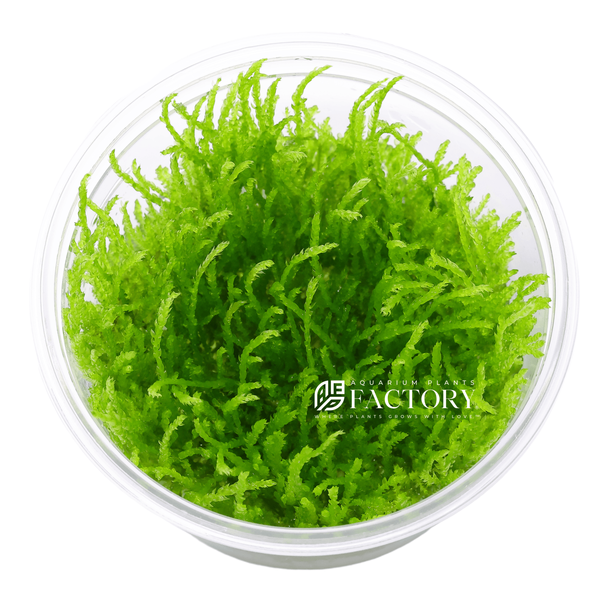 Vesicularia moss plants collection with Christmas Moss, Weeping Moss, Taiwan Moss, and Mini Christmas Moss for aquariums