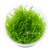Vesicularia moss plants collection with Christmas Moss, Weeping Moss, Taiwan Moss, and Mini Christmas Moss for aquariums