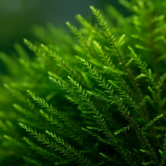 Fontinalis aquatic moss for freshwater aquariums and natural planted aquascapes