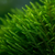 Fontinalis aquatic moss for freshwater aquariums and natural planted aquascapes