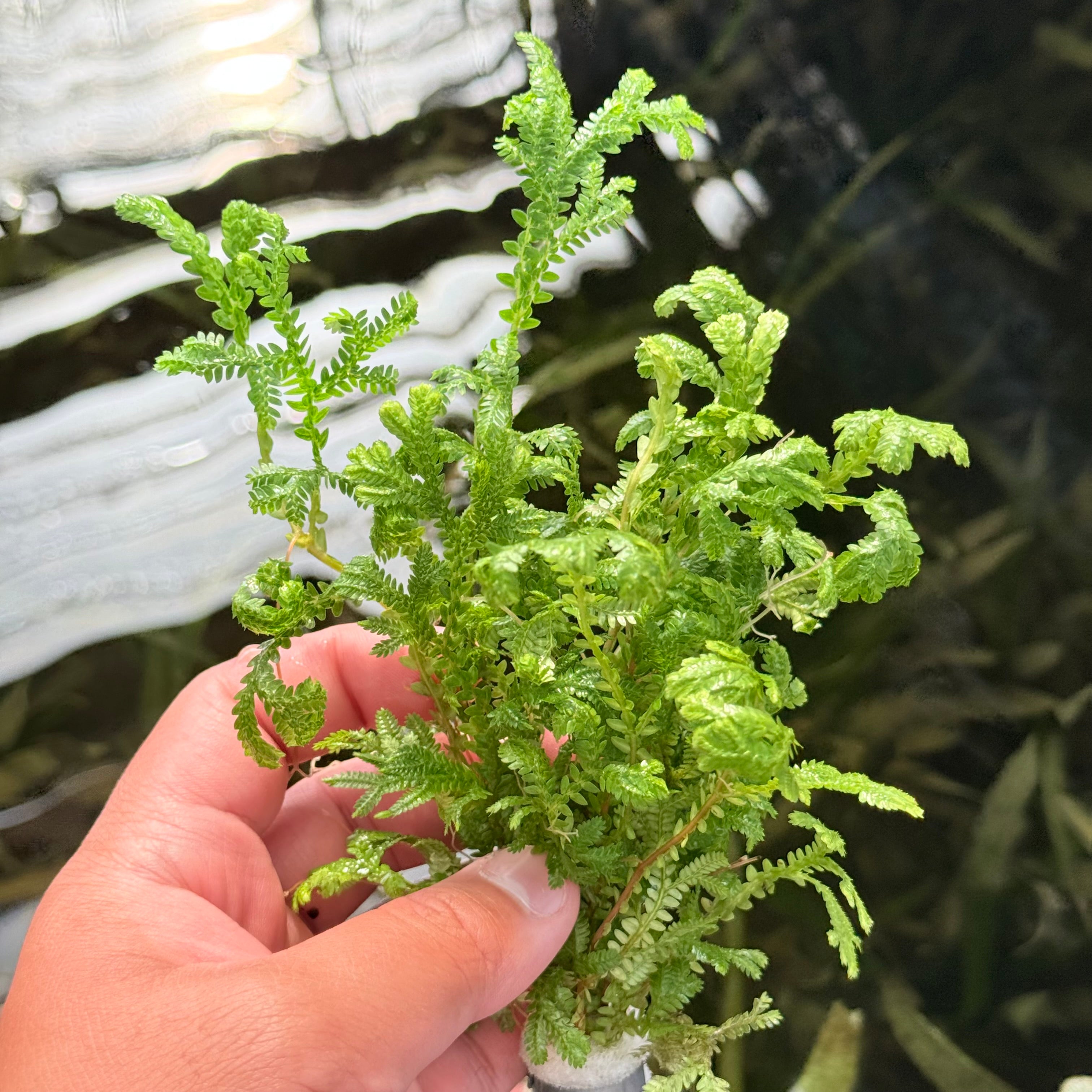 Selaginella Kraussiana