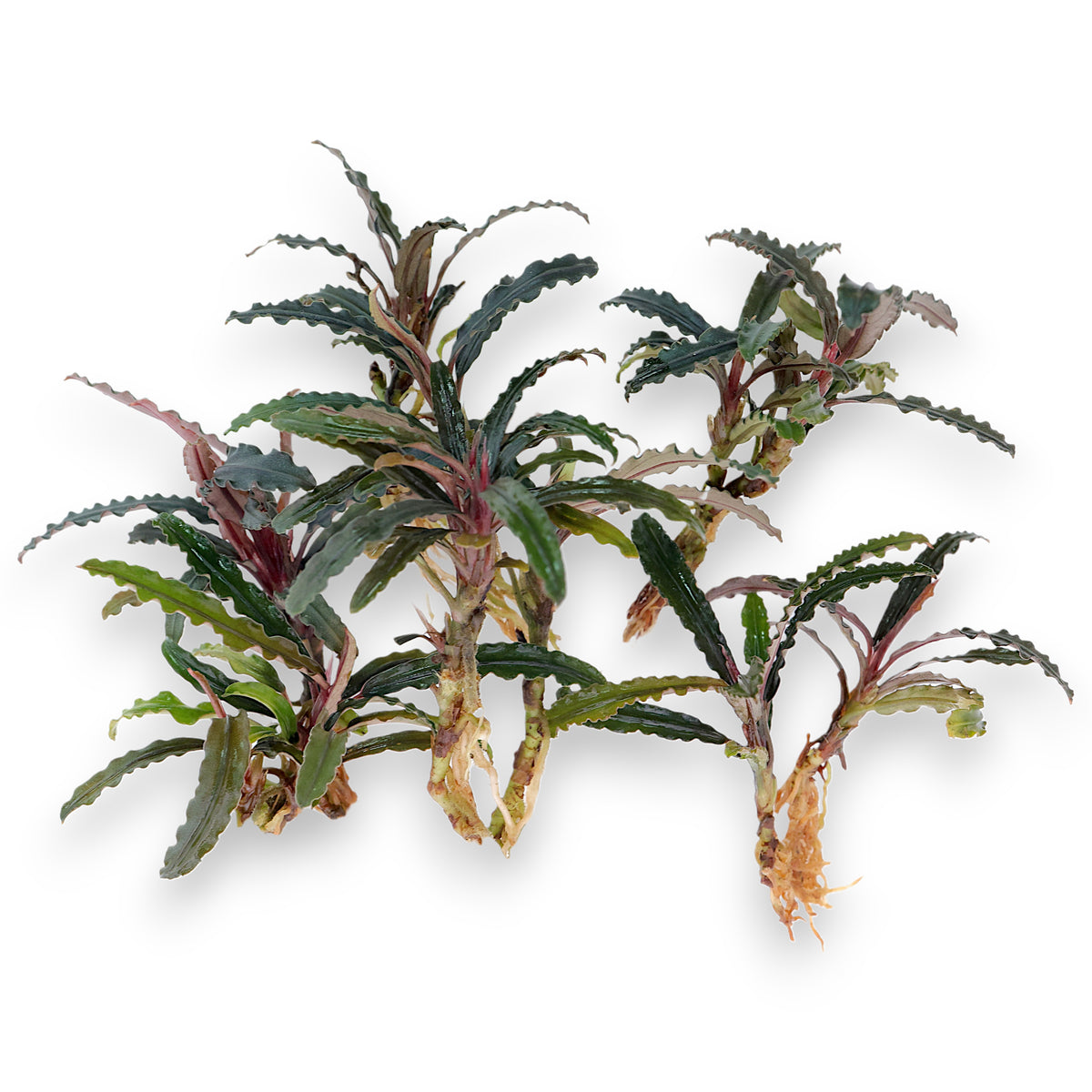 Ten bare-root Bucephalandra Red Catherine rhizomes displayed on a white background, showing their healthy roots and deep red-green leaves.