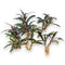 Ten bare-root Bucephalandra Red Catherine rhizomes displayed on a white background, showing their healthy roots and deep red-green leaves.