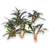 Ten bare-root Bucephalandra Red Catherine rhizomes displayed on a white background, showing their healthy roots and deep red-green leaves.