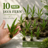 A bundle of ten bare-root Java fern aquatic plants with vibrant green foliage, ready for aquarium planting.