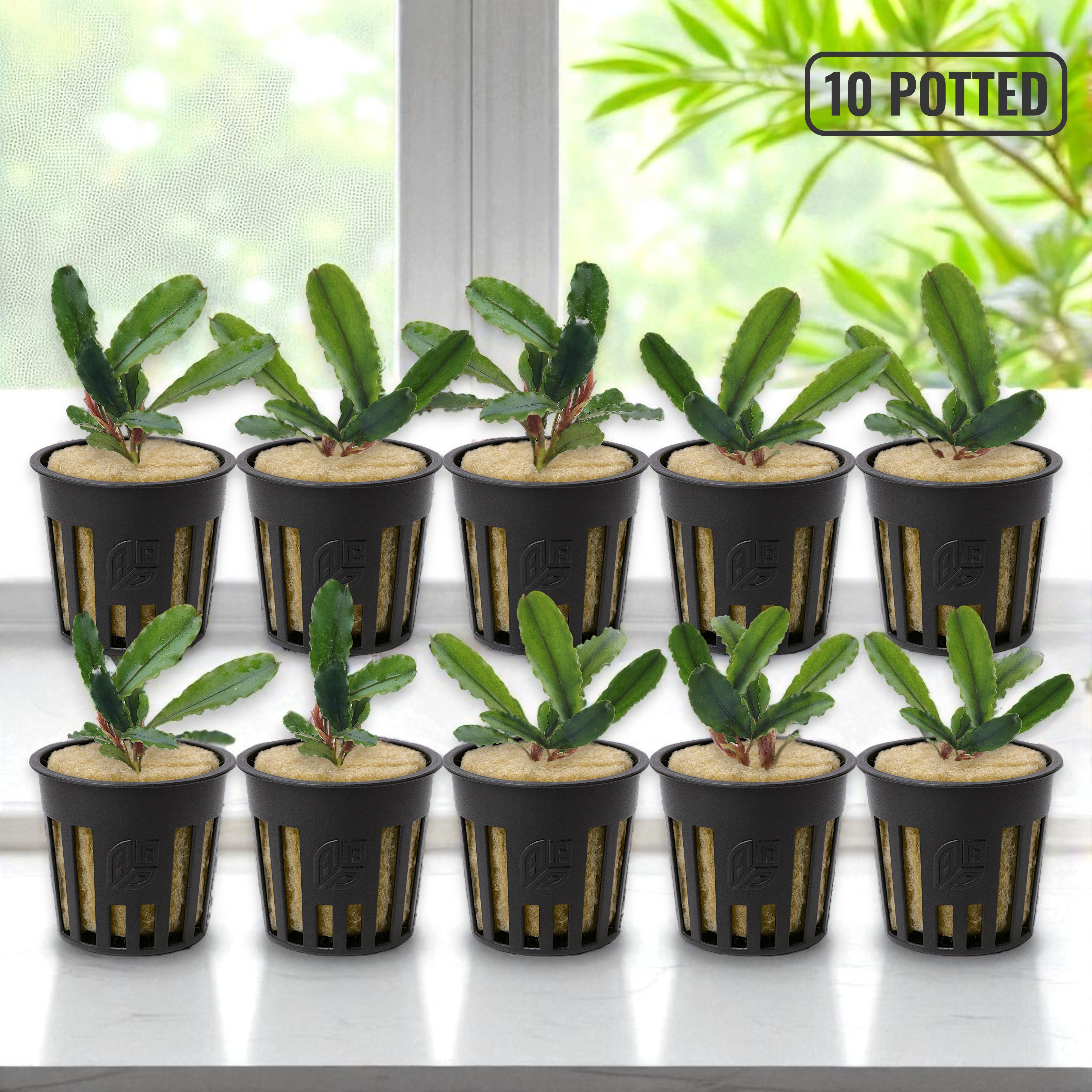 10-potted Bucephalandra Artemis bulk pack displayed on a white marble table under soft natural lighting – premium live aquarium plants from Aquarium Plants Factory.