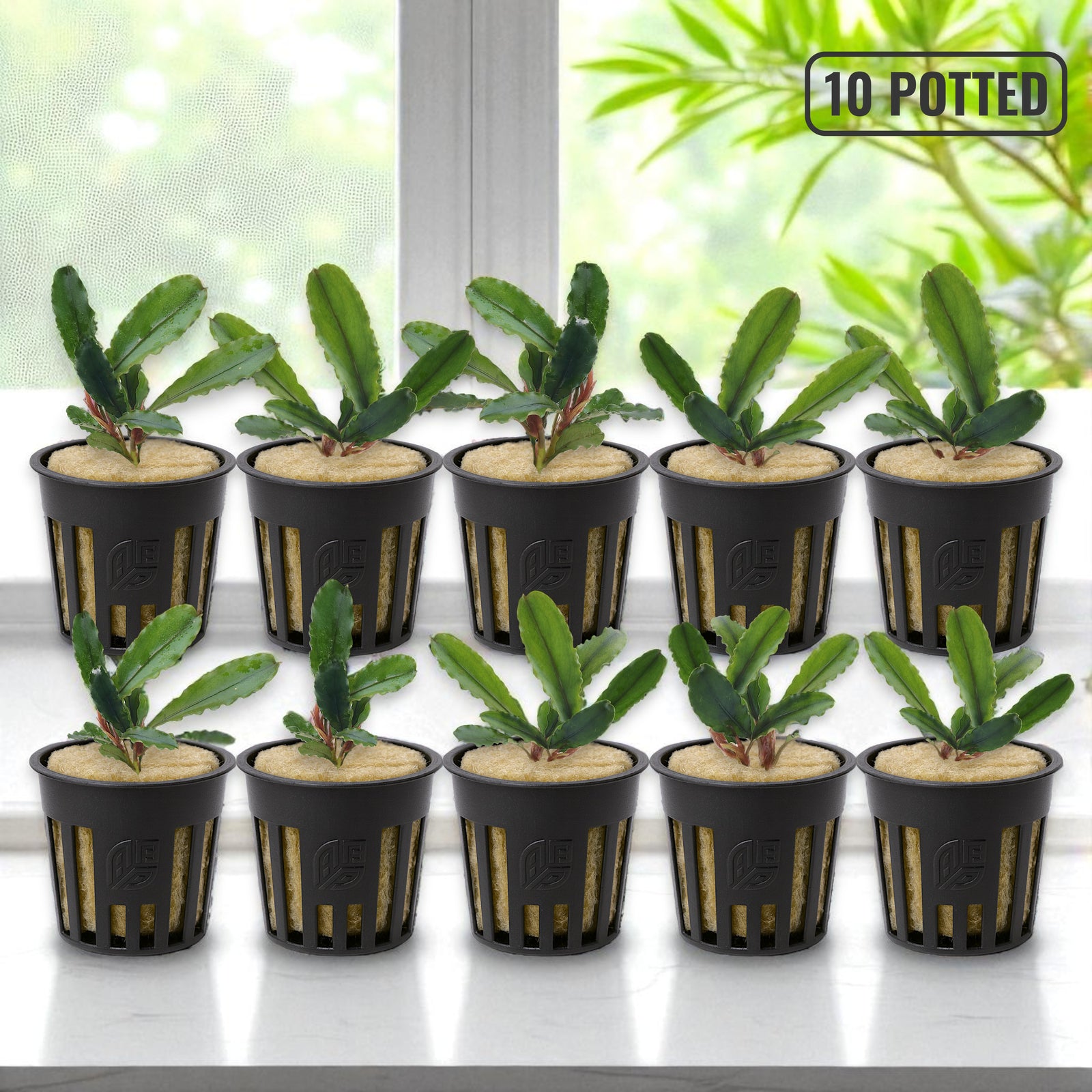 10-potted Bucephalandra Artemis bulk pack displayed on a white marble table under soft natural lighting – premium live aquarium plants from Aquarium Plants Factory.