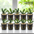 10-potted Bucephalandra Artemis bulk pack displayed on a white marble table under soft natural lighting – premium live aquarium plants from Aquarium Plants Factory.