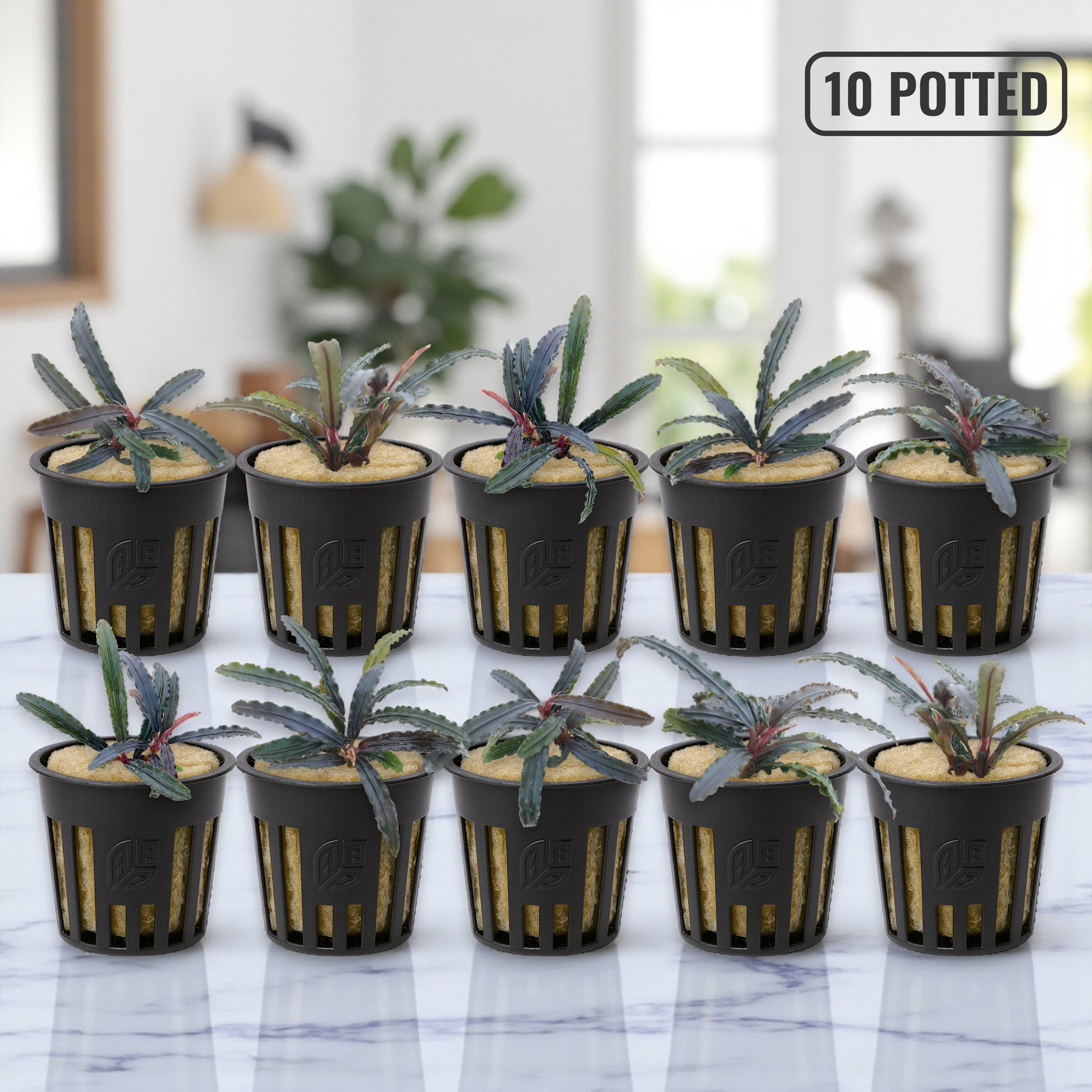 Ten potted Bucephalandra Red Catherine plants displayed in two neat rows on a clean white surface, showing healthy red-green leaves and compact rhizomes.