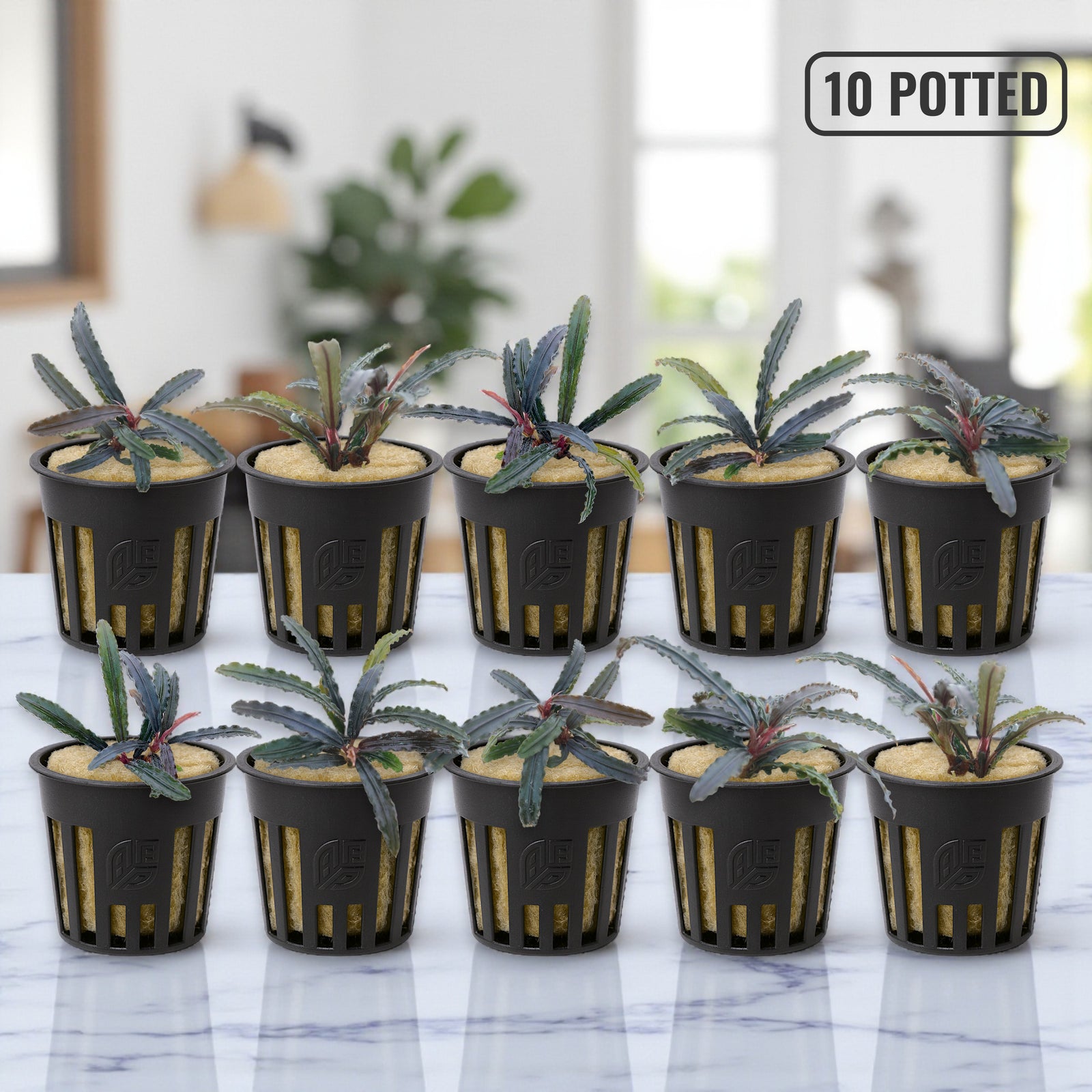 Ten potted Bucephalandra Red Catherine plants displayed in two neat rows on a clean white surface, showing healthy red-green leaves and compact rhizomes.