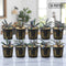 Ten potted Bucephalandra Red Catherine plants displayed in two neat rows on a clean white surface, showing healthy red-green leaves and compact rhizomes.