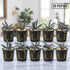 Ten potted Bucephalandra Red Catherine plants displayed in two neat rows on a clean white surface, showing healthy red-green leaves and compact rhizomes.
