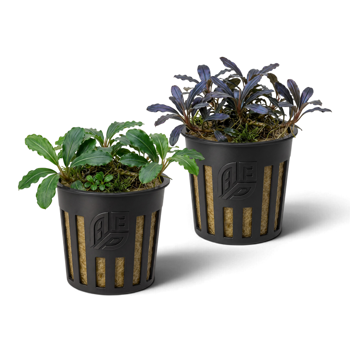 Aquarium Plants Factory