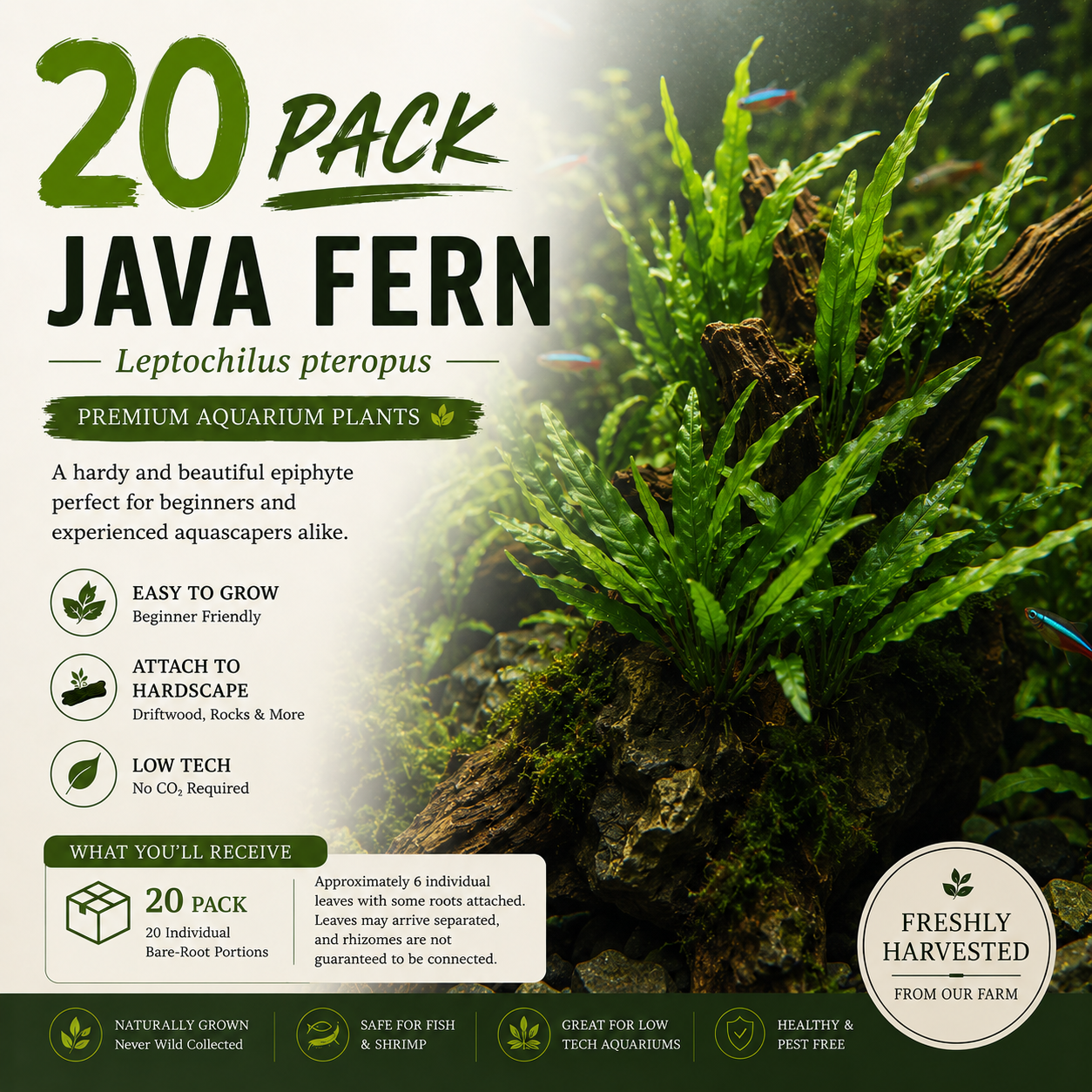 A large bulk pack of twenty bare-root Java fern live aquarium plants, displaying multiple healthy green leaves and exposed roots.