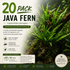 A large bulk pack of twenty bare-root Java fern live aquarium plants, displaying multiple healthy green leaves and exposed roots.