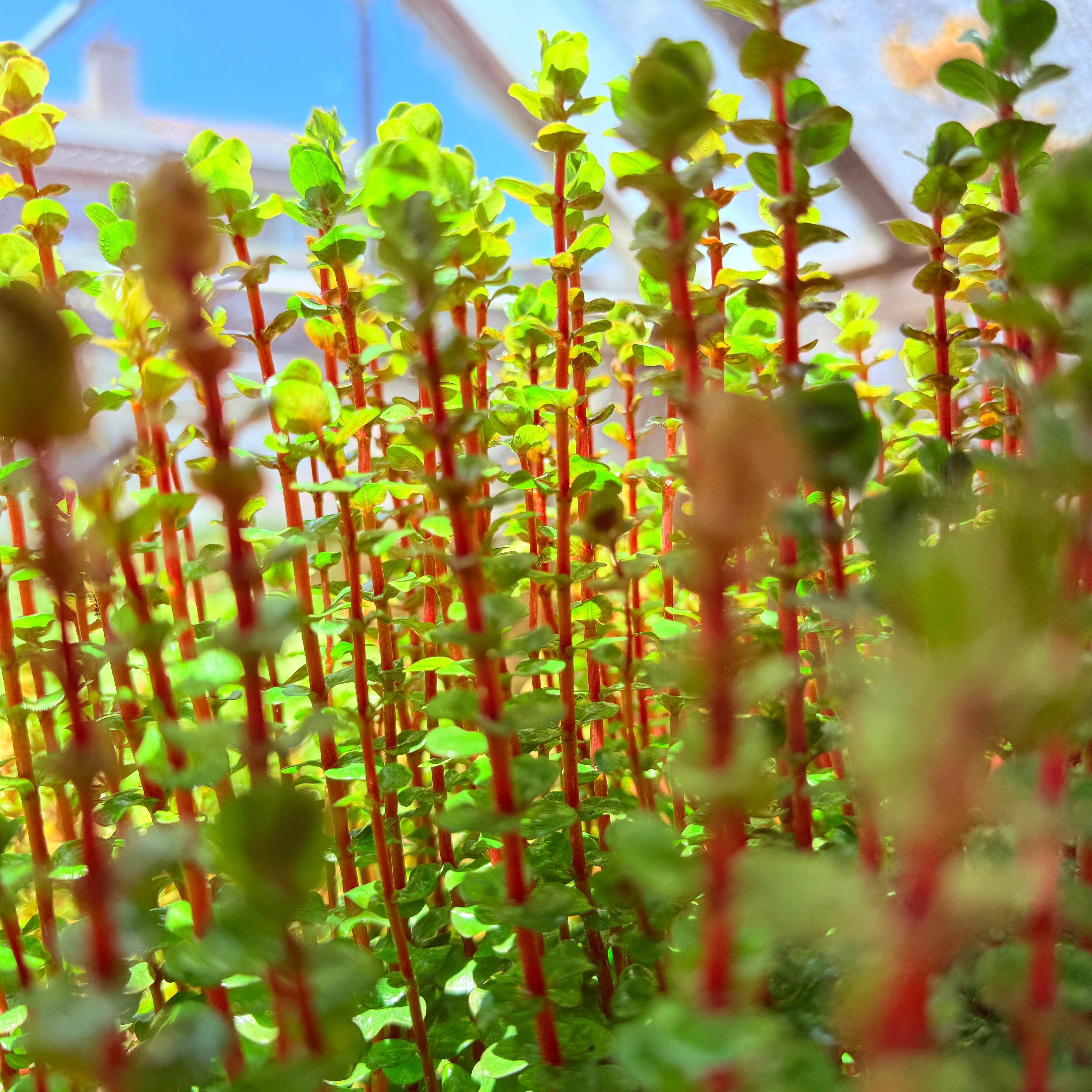 Rotala Blood Red