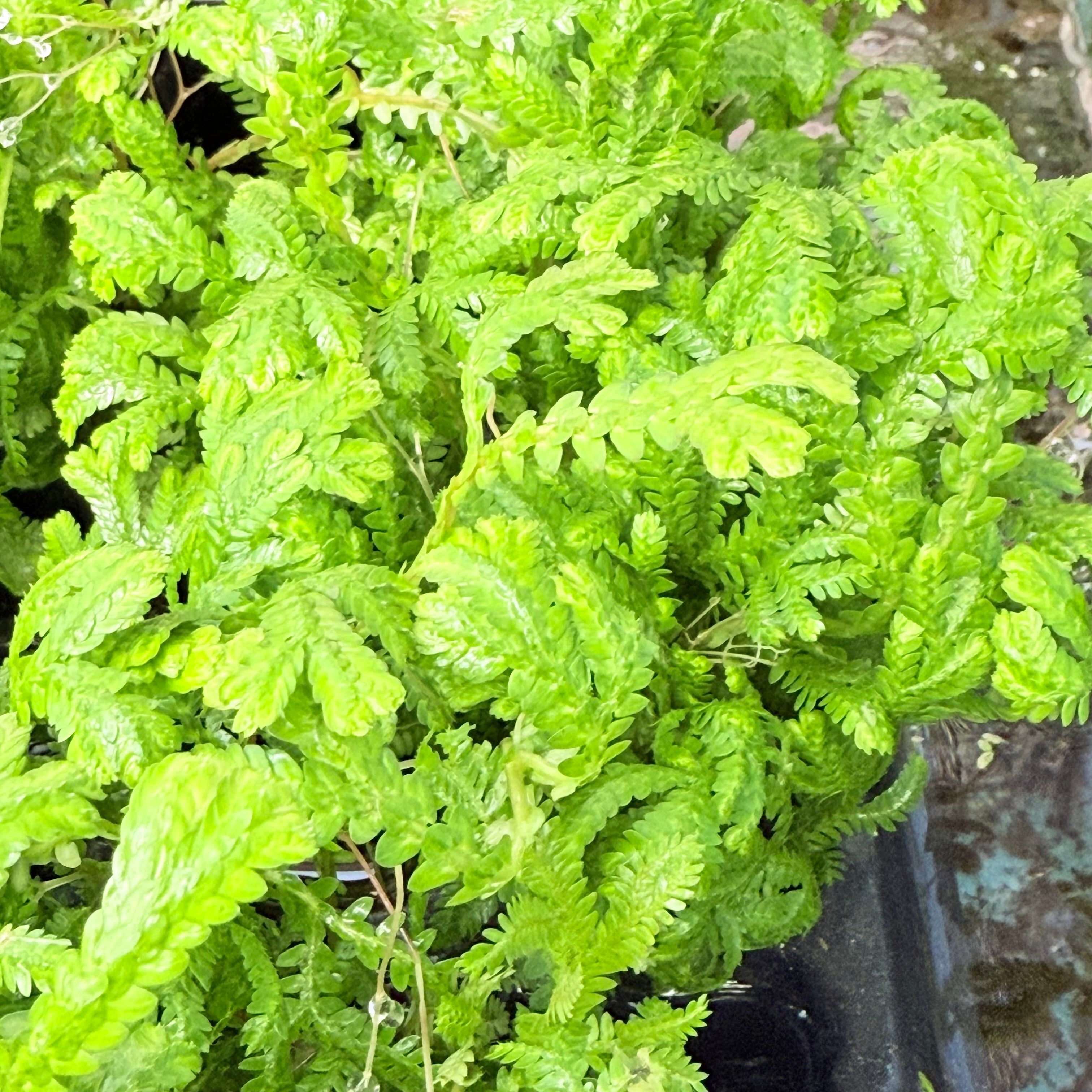 Selaginella Kraussiana