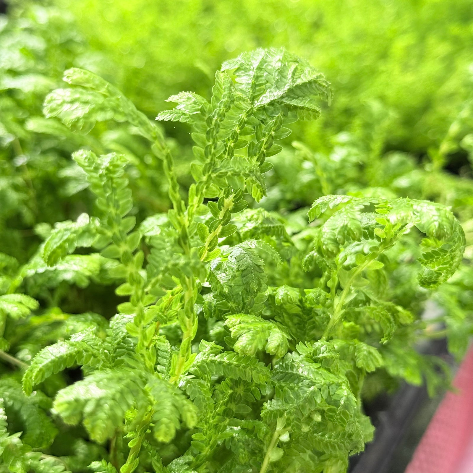 Selaginella Kraussiana