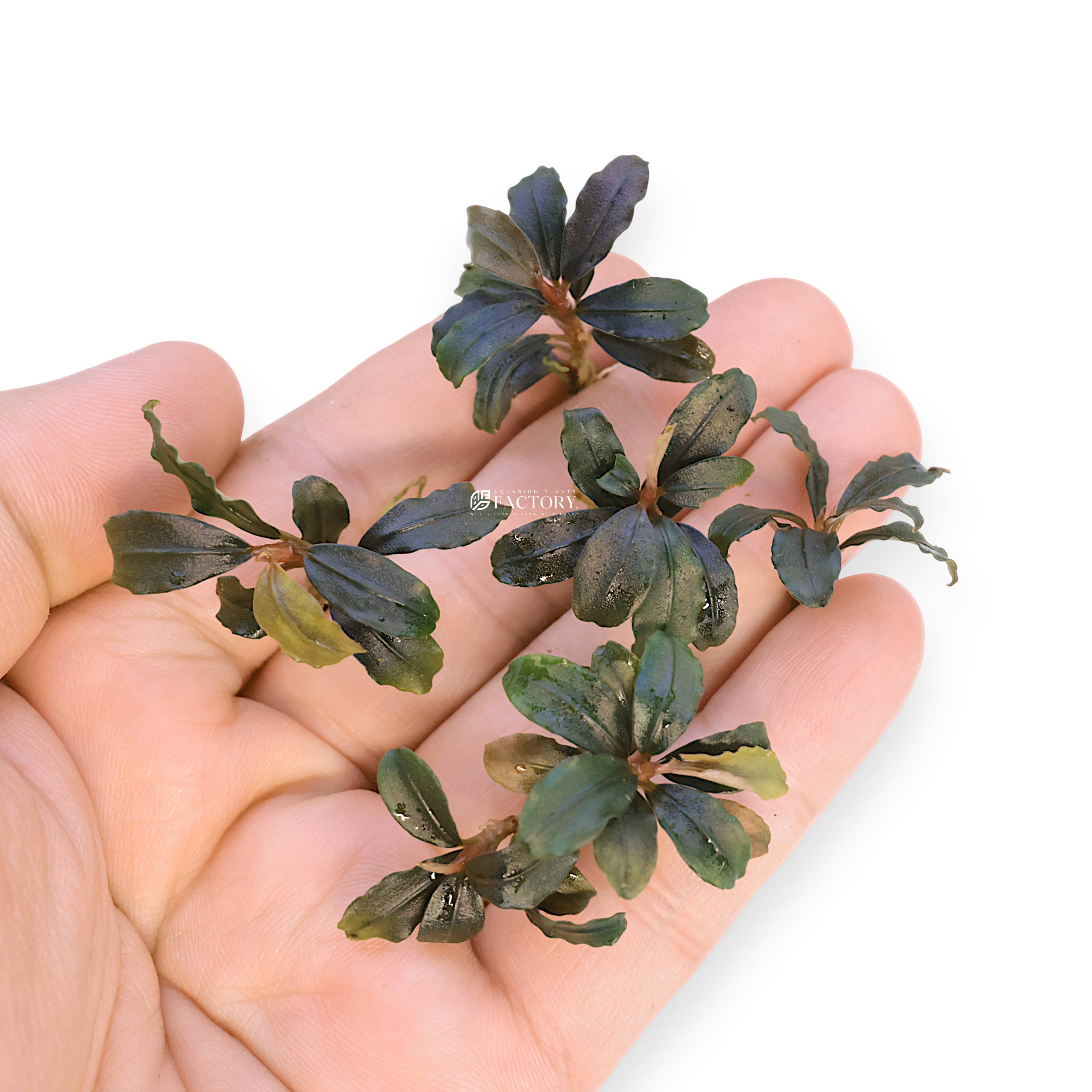 Five loose bare-root Bucephalandra Brownie Kapuas rhizomes showcasing healthy roots and compact glossy leaves for aquarium us