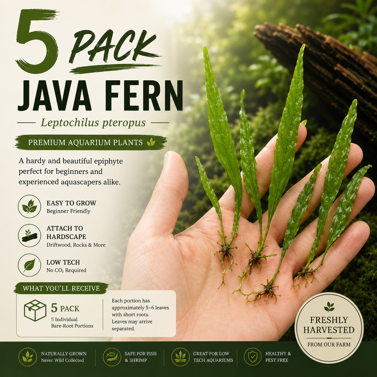 A bundle of five healthy, bare-root Java fern aquarium plants, featuring vibrant green leaves and intact, dark rhizomes with exposed roots