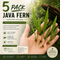 A bundle of five healthy, bare-root Java fern aquarium plants, featuring vibrant green leaves and intact, dark rhizomes with exposed roots