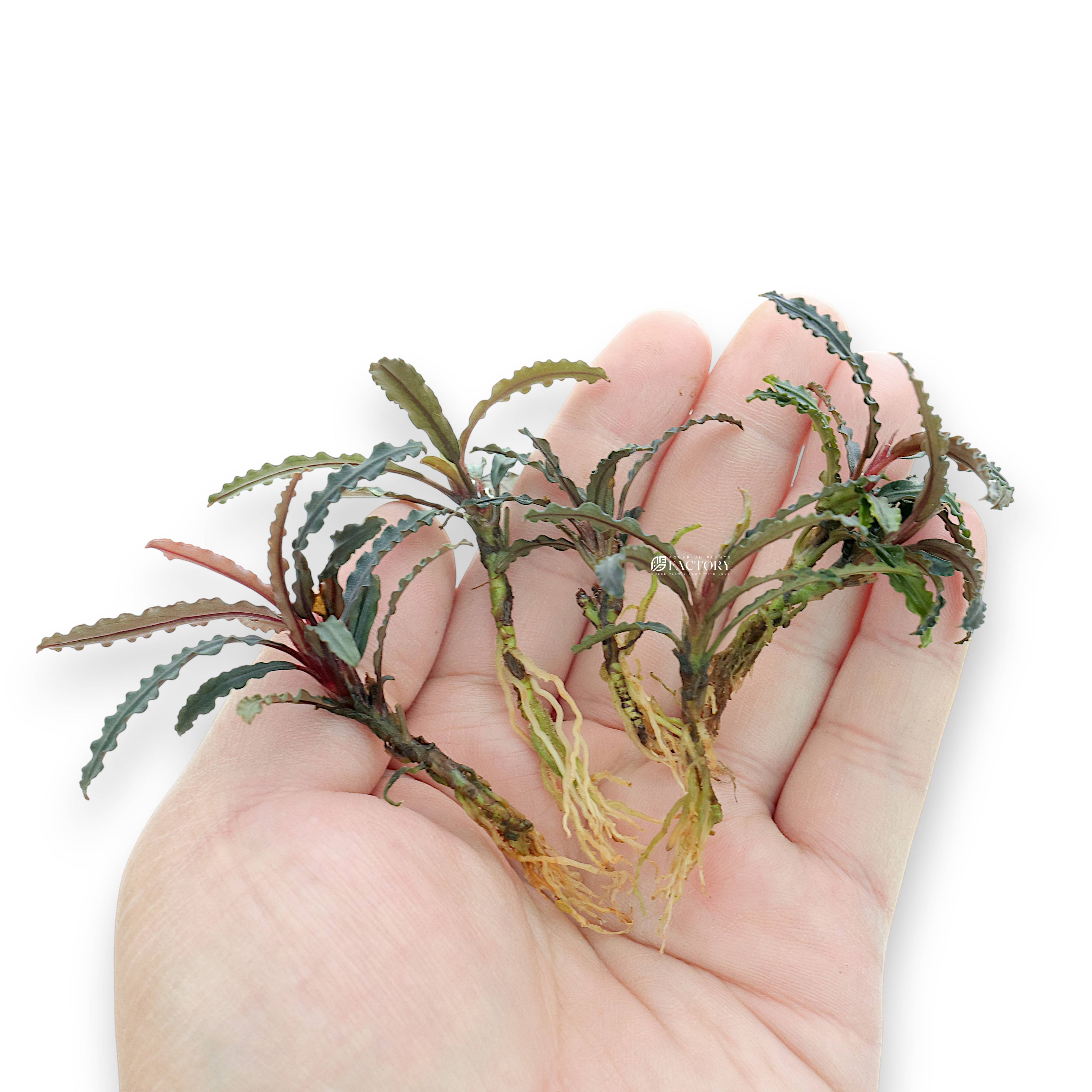 Group of five Bucephalandra ‘Red Catherine’ plants displayed together, showing uniform size, coloration, and leaf density.