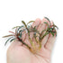 Group of five Bucephalandra ‘Red Catherine’ plants displayed together, showing uniform size, coloration, and leaf density.