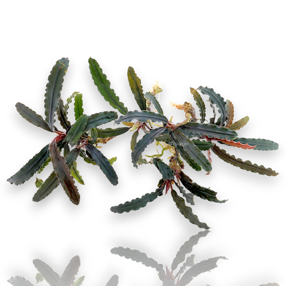 Bucephalandra Red Catherine live aquarium plant, view 5