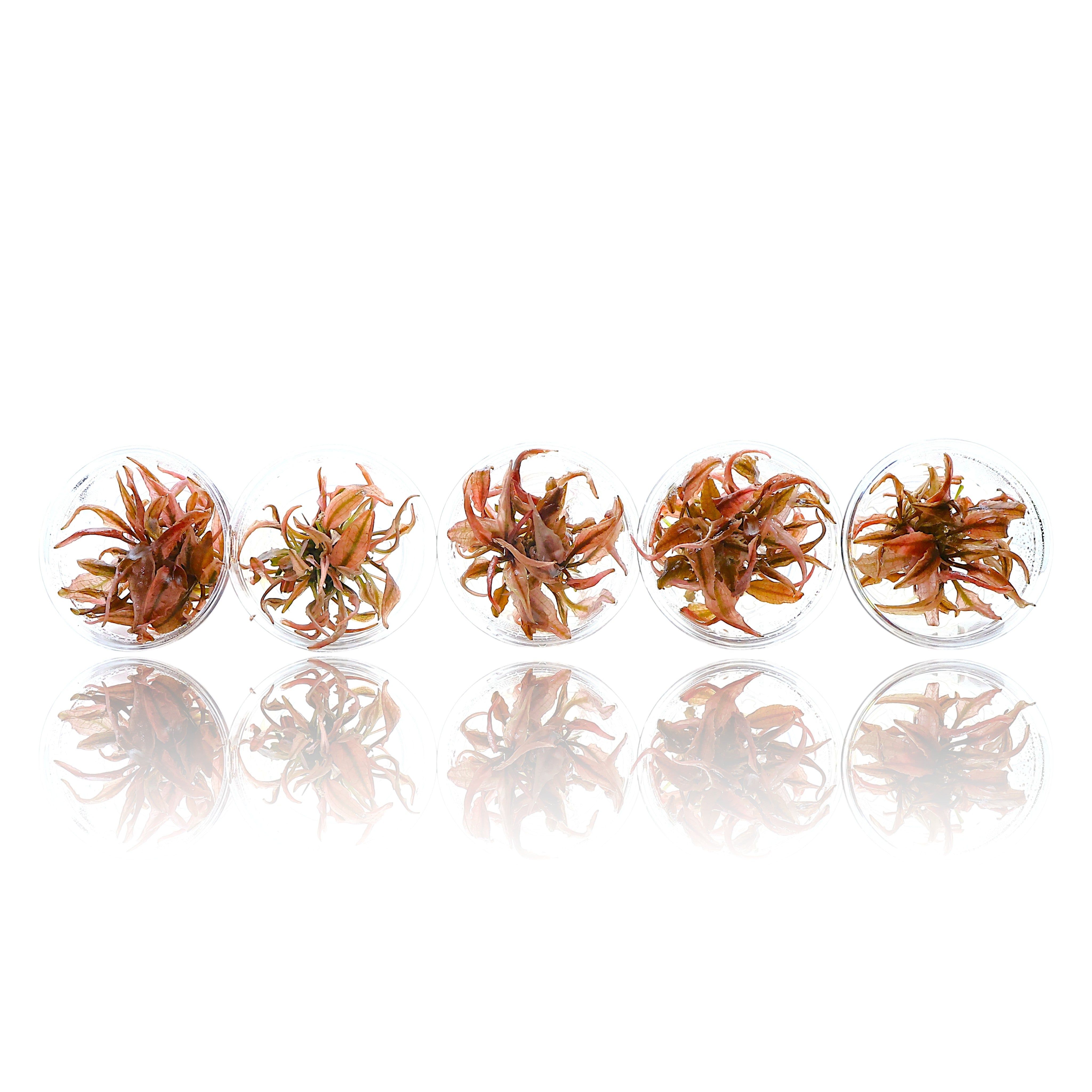 Bulk 5-pack of Cryptocoryne Pink Flamingo tissue culture; vibrant pink foreground plants in small lab-grown cups, 100% snail and algae-free.