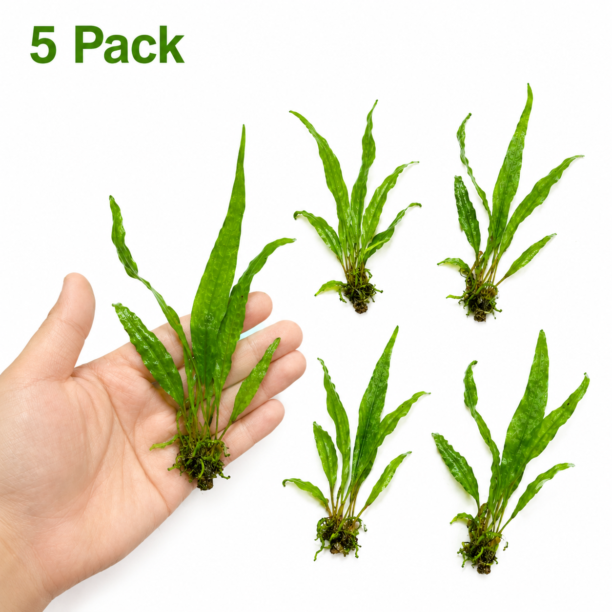 A bundle of five bare-root Java fern aquarium plants, showing healthy green leaves and dark brown root structures against a clean background