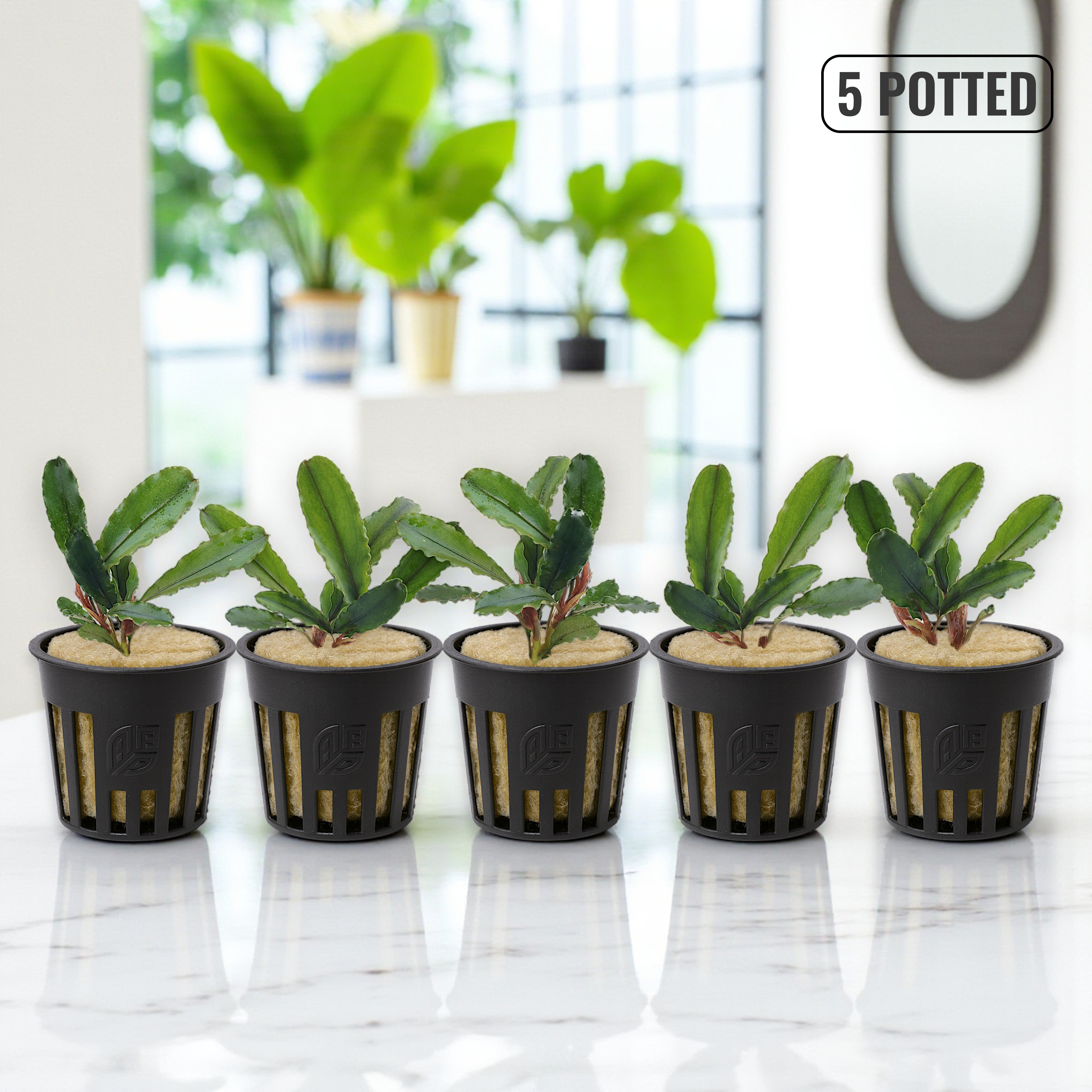 Five potted Bucephalandra Artemis aquatic plants displayed on a polished white marble desk with soft natural lighting and a blurred aquarium background.