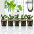 Five potted Bucephalandra Artemis aquatic plants displayed on a polished white marble desk with soft natural lighting and a blurred aquarium background.