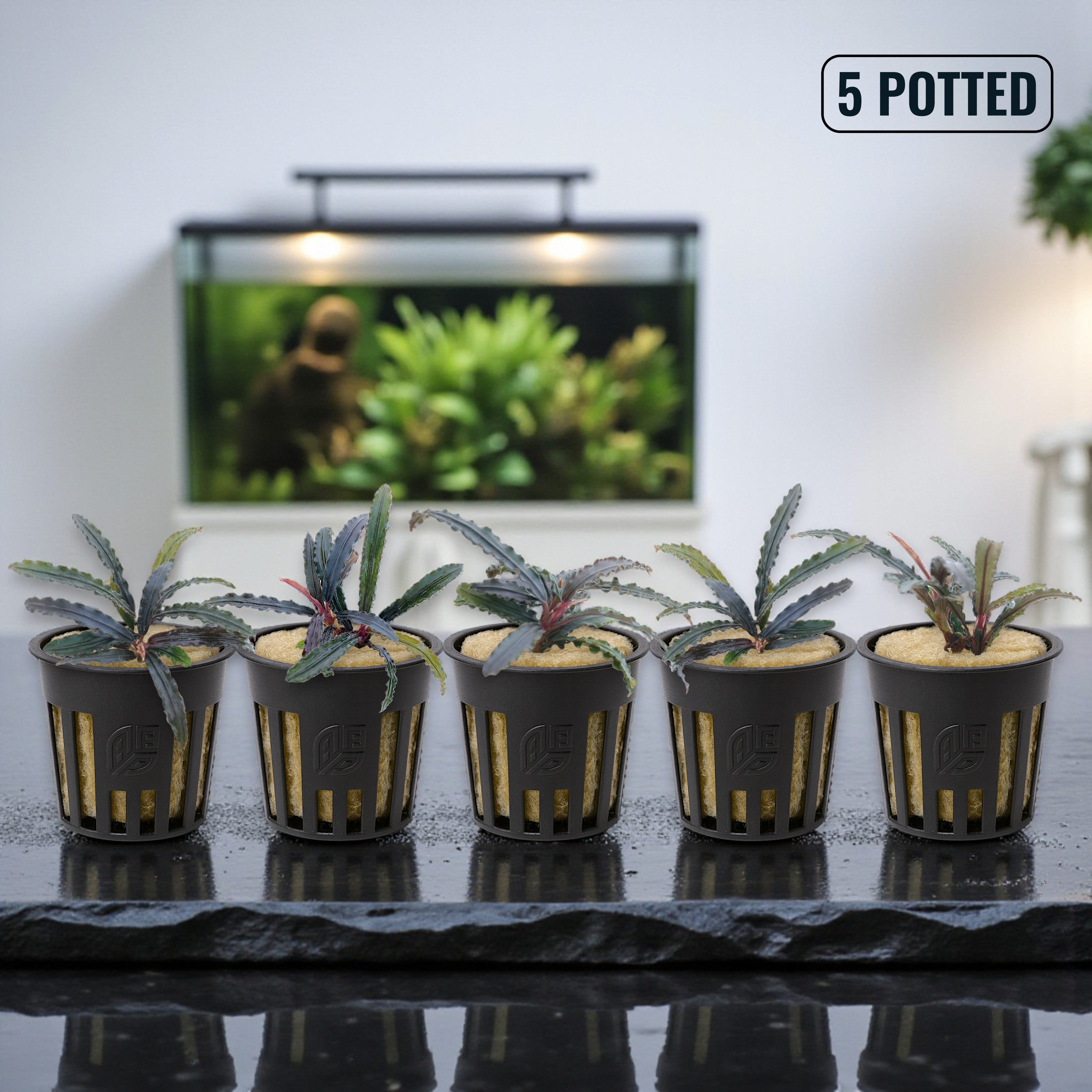 A group of five potted Bucephalandra Red Catherine plants from Aquarium Plants Factory®, featuring rich, colorful leaves and healthy growth ideal for aquascaping.