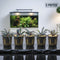 A group of five potted Bucephalandra Red Catherine plants from Aquarium Plants Factory®, featuring rich, colorful leaves and healthy growth ideal for aquascaping.
