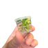 Anubias Petite White Panda | Small Vitro Culture Cup
