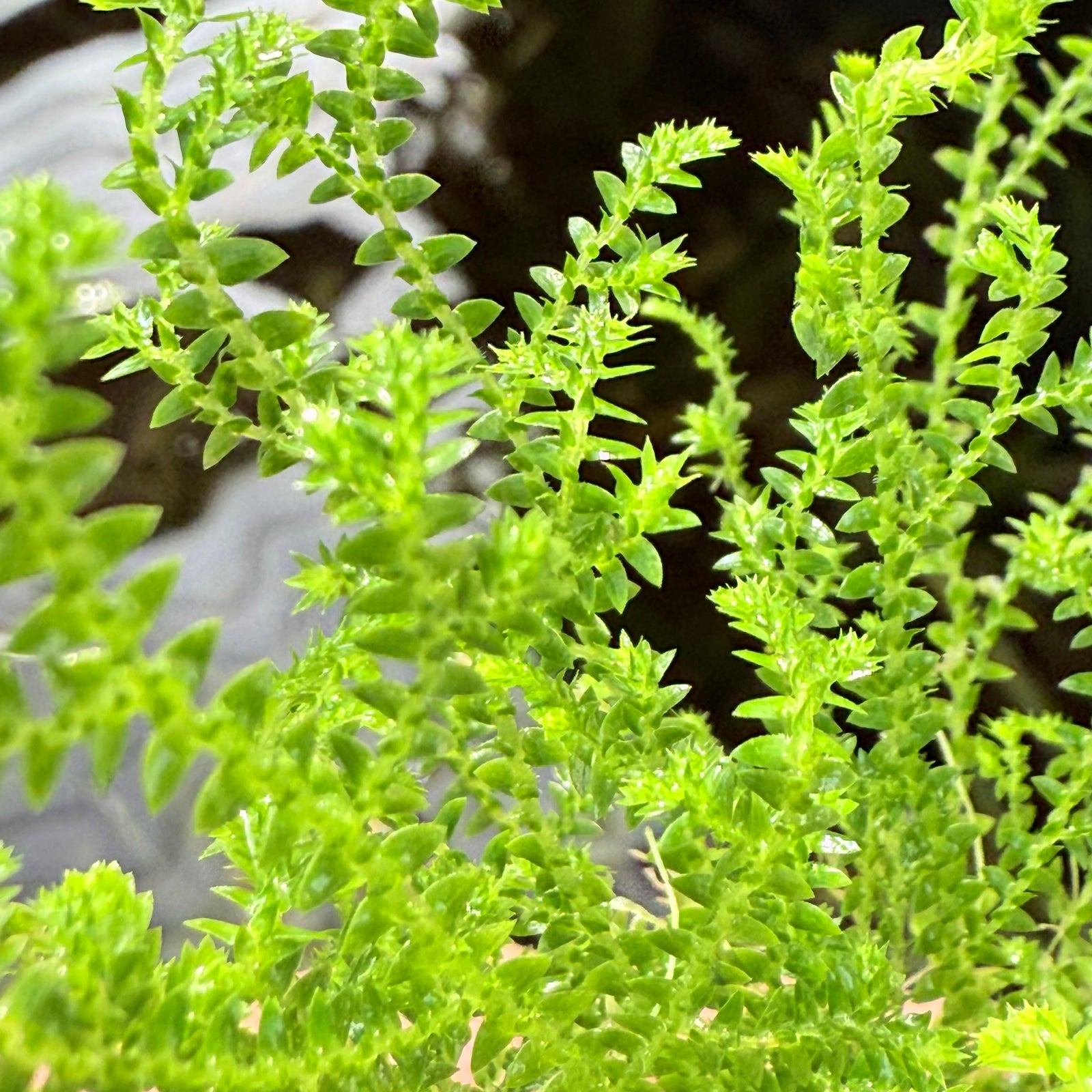 Selaginella Kraussiana Mini