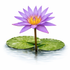 Nymphaea Tina | Violet Tropical Water Lily