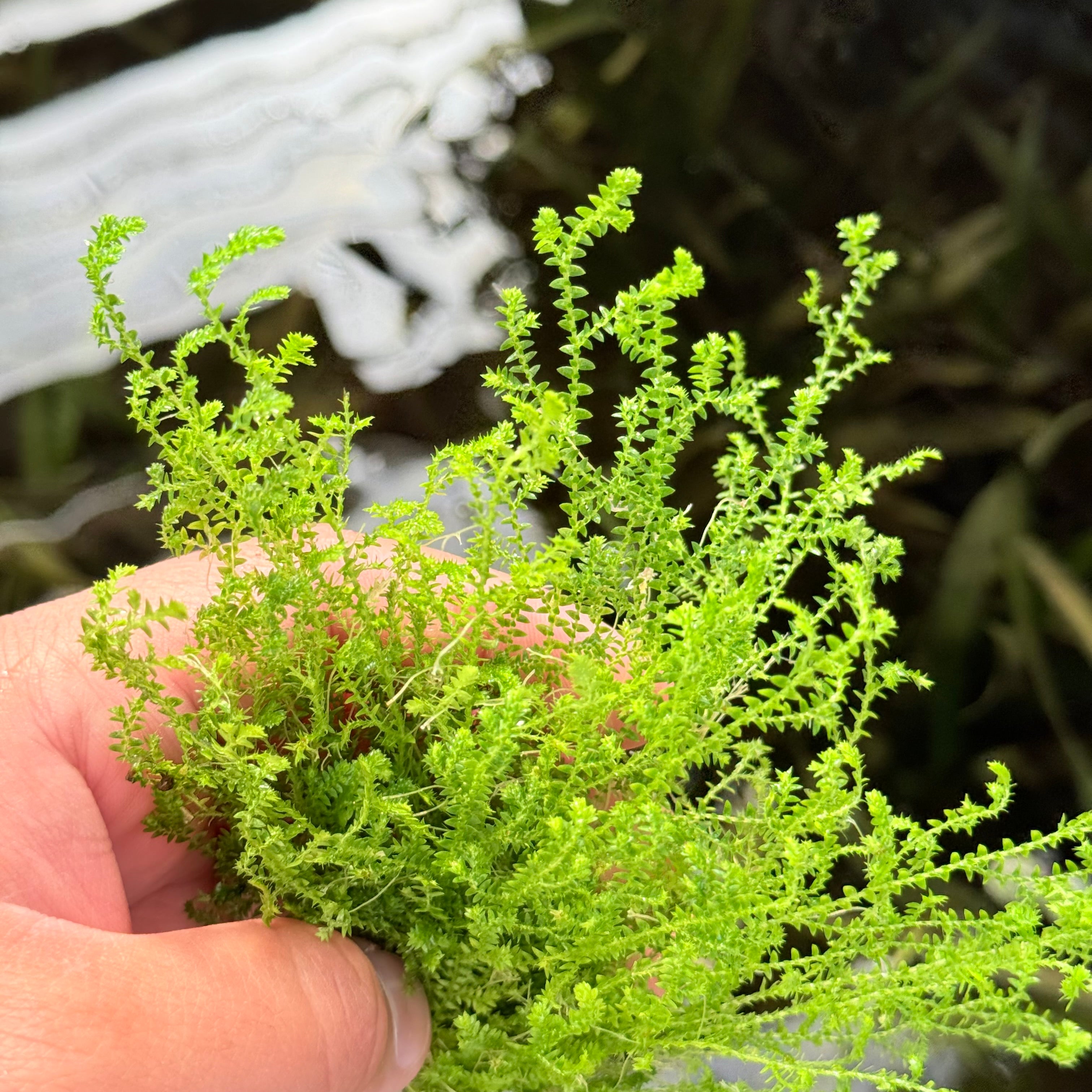 Selaginella Kraussiana Mini